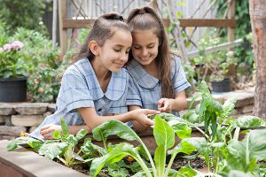 St Brigids Catholic Primary School Marrickville School Life Cocurricular Sustainability